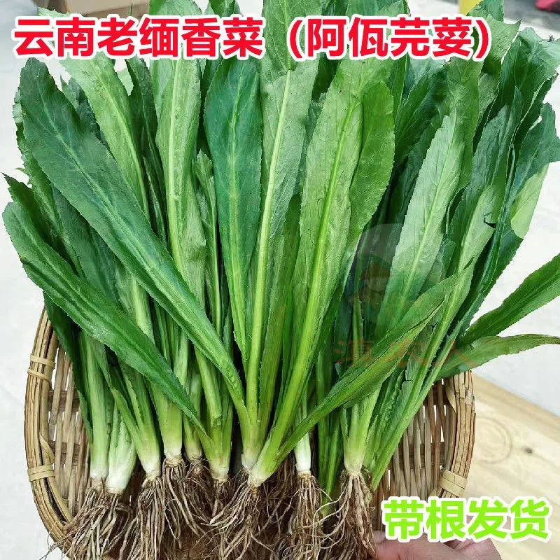 云南新鲜蔬菜调味芫荽香料现采现发绿色大香菜泰国食用缅芫荽5斤