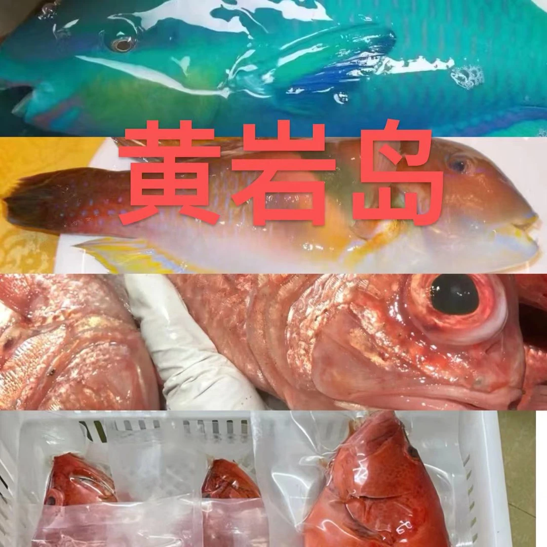 (黄岩岛海钓优惠组合装)南沙钓王海钓（青/红衣)(红瓜子)将军甲鱼