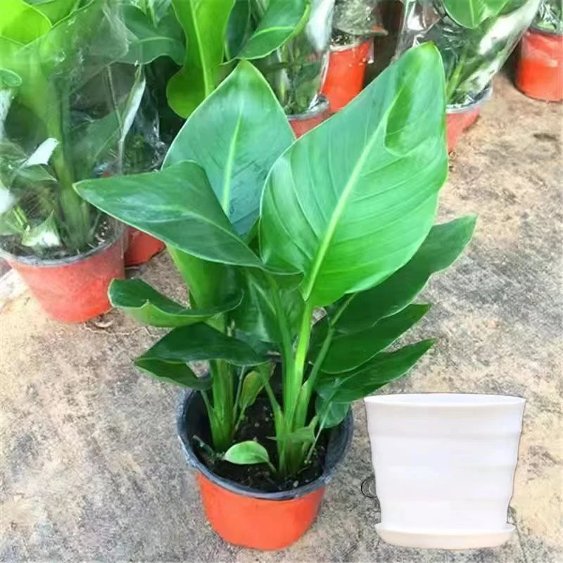 天堂鸟绿植大型植物办公室客厅摆放净化北欧甲醛四季室内高档