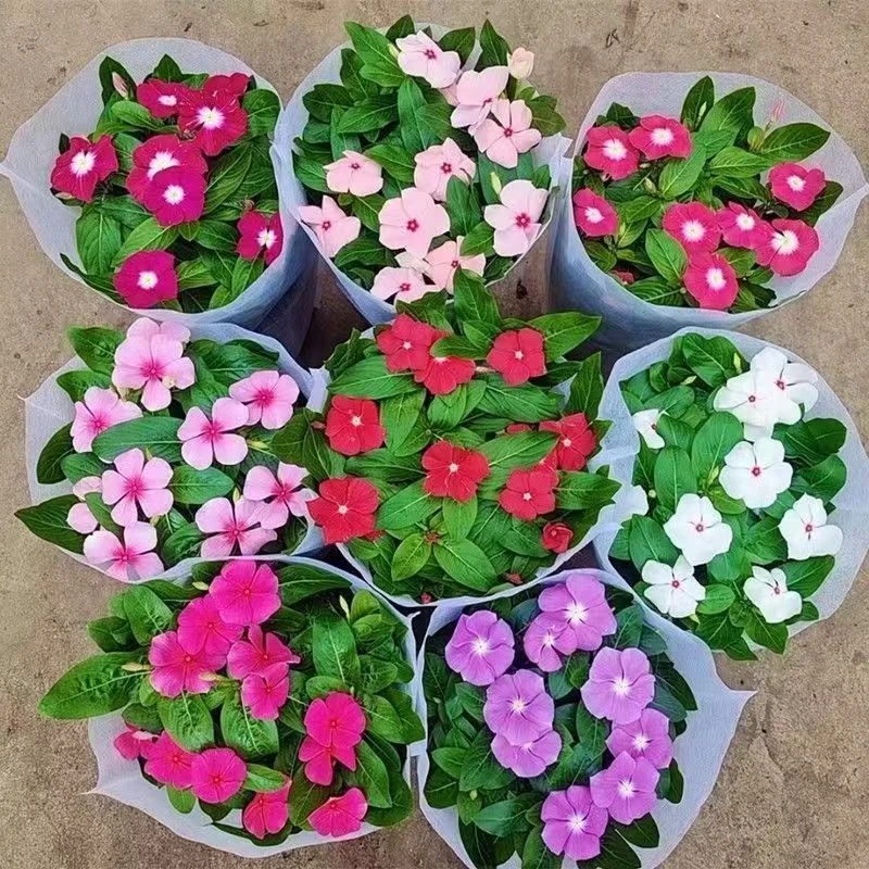 满6.6元包邮 长春花盆栽带花苞日日春花卉阳台庭院观花植物四季