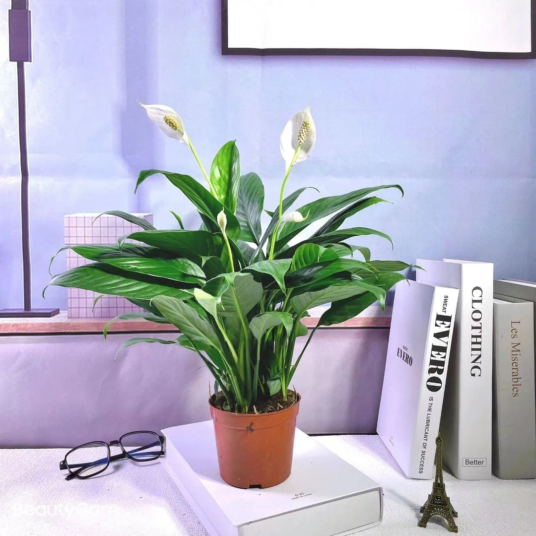 白掌盆栽一帆风顺水培植物室内水养红掌好养花卉大盆绿植四季易活