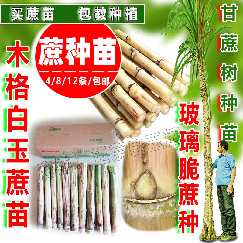 甘蔗种苗广西木格白玉蔗玻璃脆种苗芽头甘蔗尾巴种可庭院盆栽种植