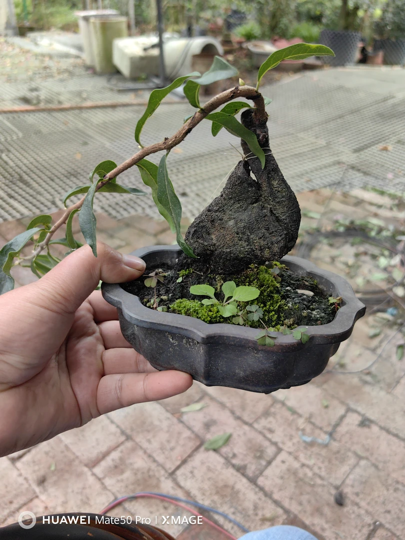 金弹子（瓶兰花）盆景素材
