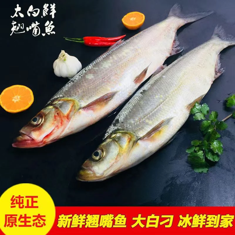 新鲜翘嘴鱼野生米级大翘嘴岛子鱼大翘嘴鱼白条鱼大白鱼现杀大白刁