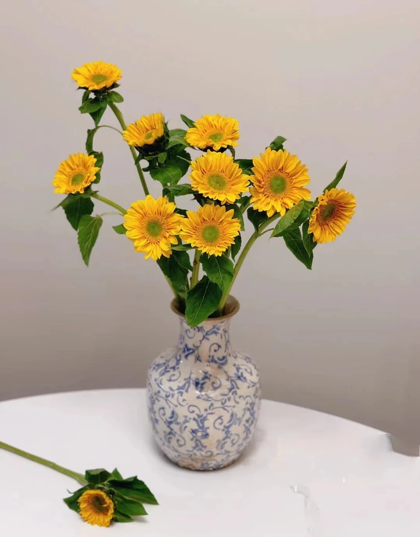 【花植语】小太阳向日葵鲜花昆明鲜花基地直发生日办公家庭用花