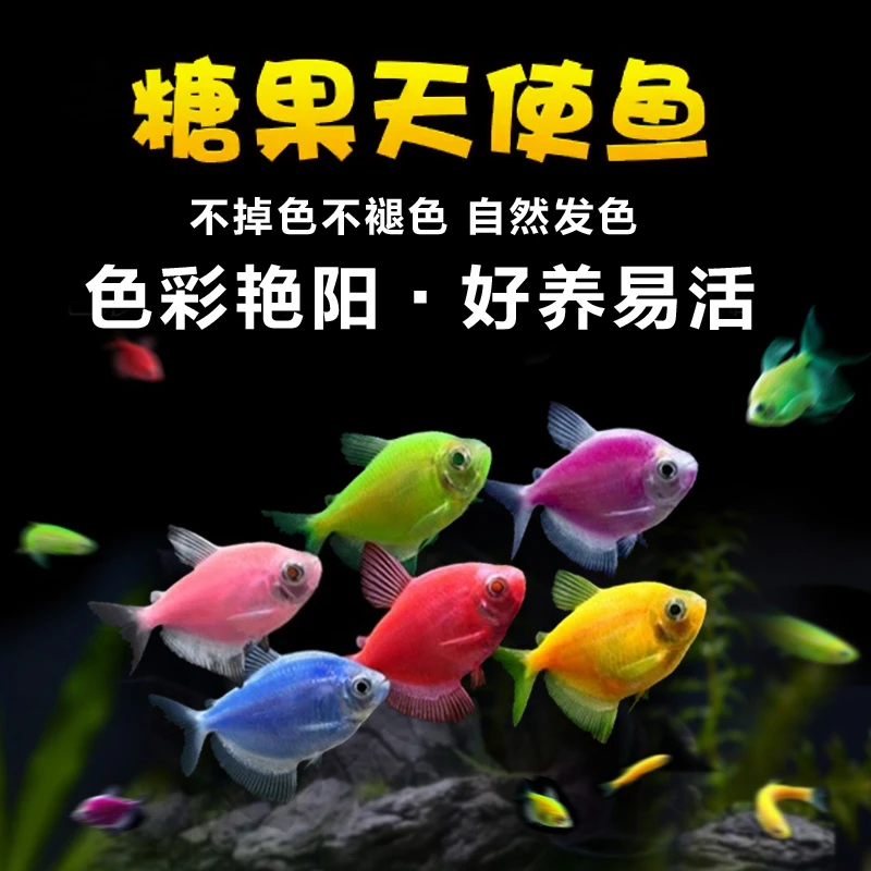天使鱼热带观赏鱼大号群游鱼小型淡水鱼好养耐活超萌好物冷水鱼