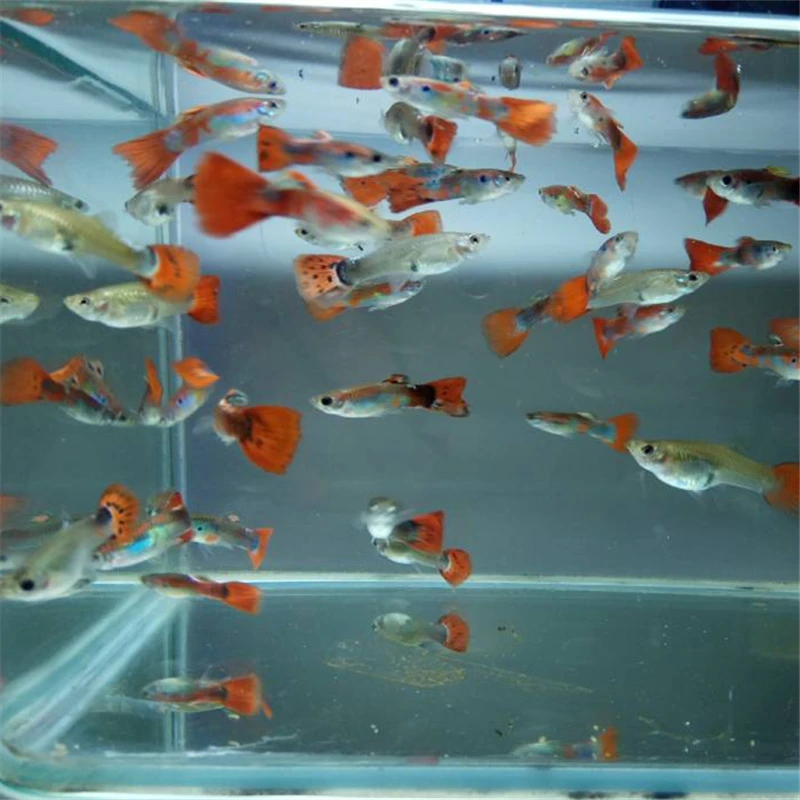 【孔雀鱼】小型淡水热带鱼灯科鱼杂袍孔雀鱼好养繁殖胎生鱼观赏鱼