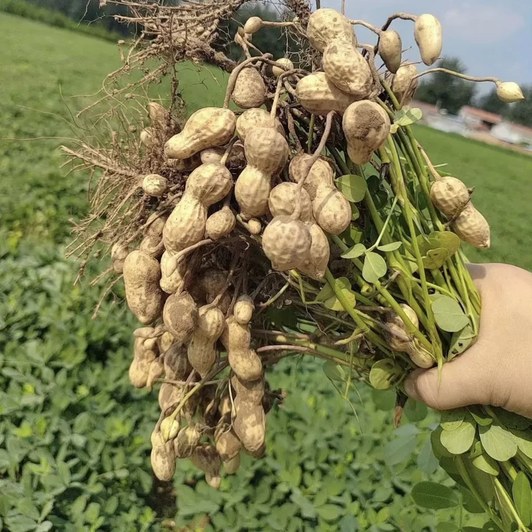 农家新鲜现挖生生可煮食可送朋友