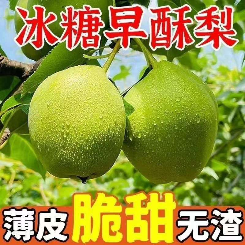 【河套早酥梨】青皮梨新鲜时令水果大果整箱净重5斤装