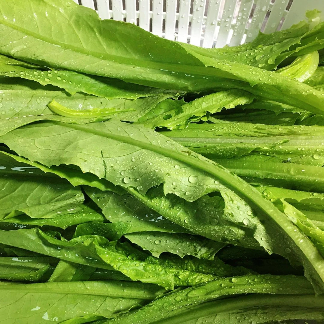 新鲜油麦菜青菜蔬菜生菜清炒火锅时令绿叶菜无品牌认证天保质期