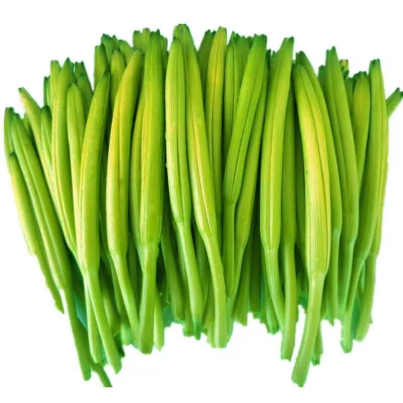 顺丰包邮新鲜黄花菜现摘即发中国大陆产时令野菜金针菜农家蔬菜