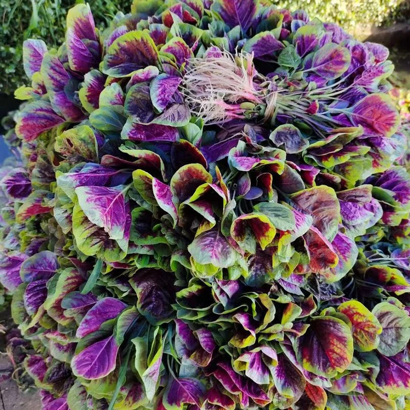 红苋菜 新鲜蔬菜农家自种红旱菜现摘现发带根汉菜时令蔬菜顺风