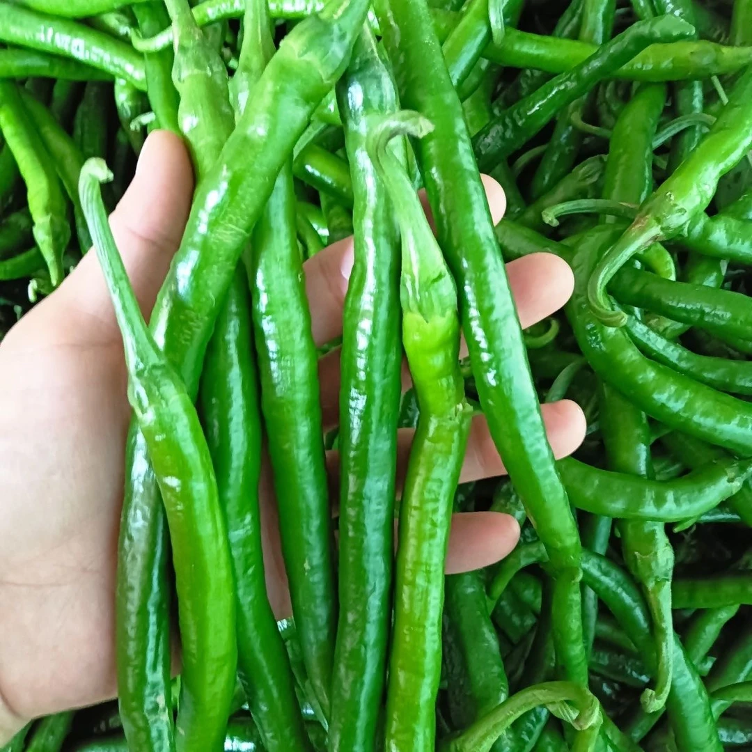 【农家种植】辣椒新鲜采摘中辣特辣青线椒蔬菜新鲜细辣椒尖椒