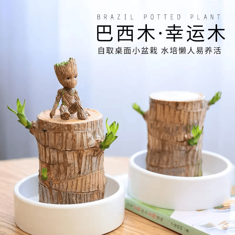 驱蚊虫清仓巴西木开花水养格鲁特木人桌面赖人绿植盆栽客厅室内