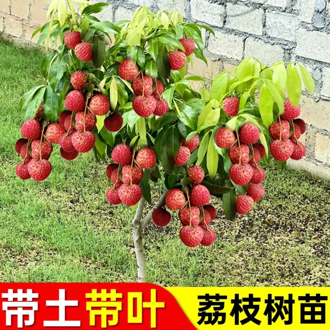 【妃子笑荔枝苗】荔枝树苗嫁接品种带土带叶可盆栽地栽阳台庭院种植