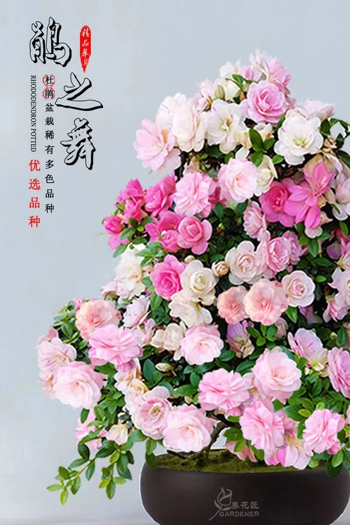 进口杜鹃花卉客厅绿植盆栽室内外名贵植物四季开花好养易活