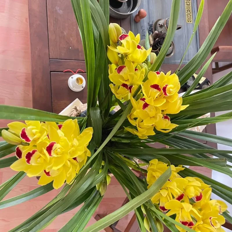 【朝花夕舍】（黄金岁月）昆明基地直发新易活好养新手小白也可入手