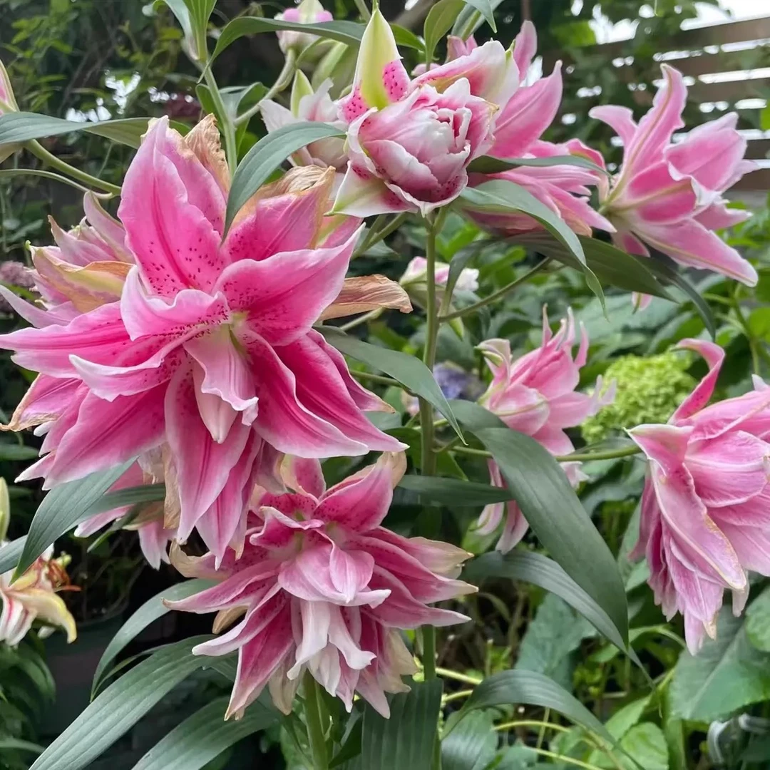 【伊莎贝拉】进口香水百合16-18重瓣百合四季可种