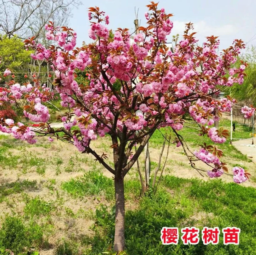 樱花树苗室外耐寒庭院风景树苗南方北方地栽盆栽绿化苗木日本樱花