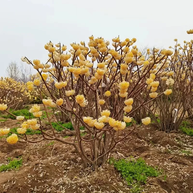 结香花树苗盆栽耐寒耐阴阳台庭院基地花卉植物结花梦冬花喜花浓香