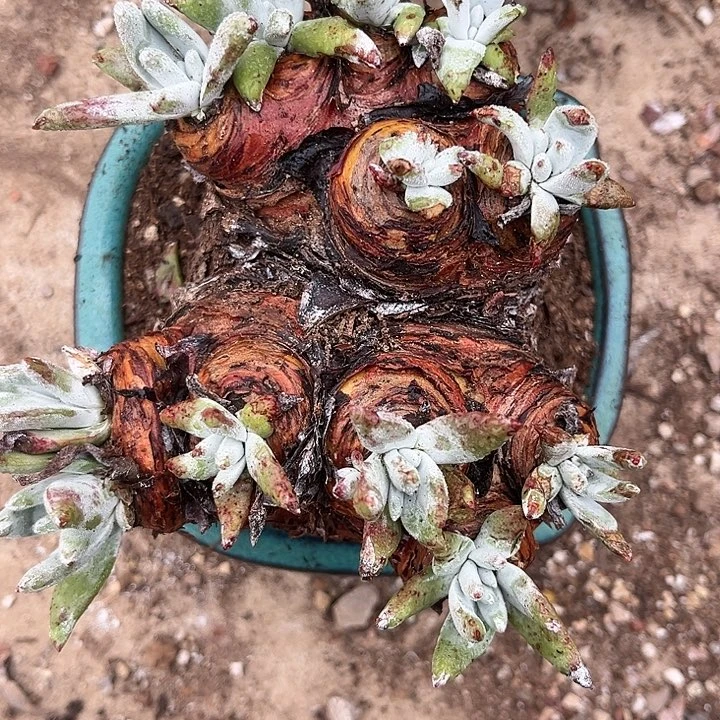 一***9仙女杯多肉植物盆栽