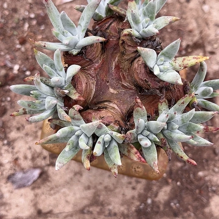 总****乎仙女杯多肉植物盆栽