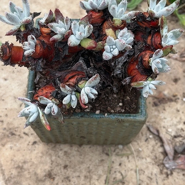 @***姐仙女杯多肉植物盆栽