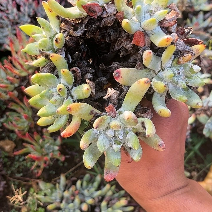 W*.仙女杯多肉植物盆栽