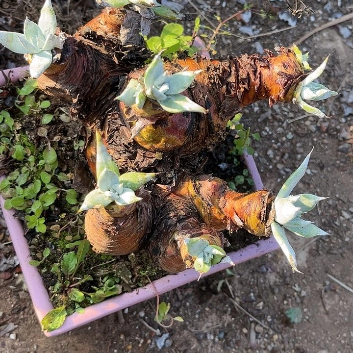 不****?仙女杯多肉植物盆栽