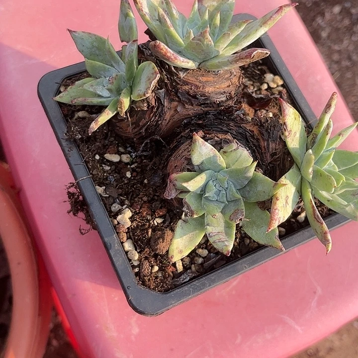 @***姐仙女杯多肉植物盆栽