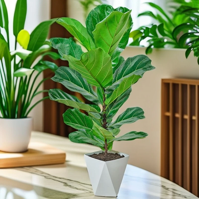 l琴叶蓉办公室内大叶子盆栽客厅好养活耐寒绿植净化空气四季常青