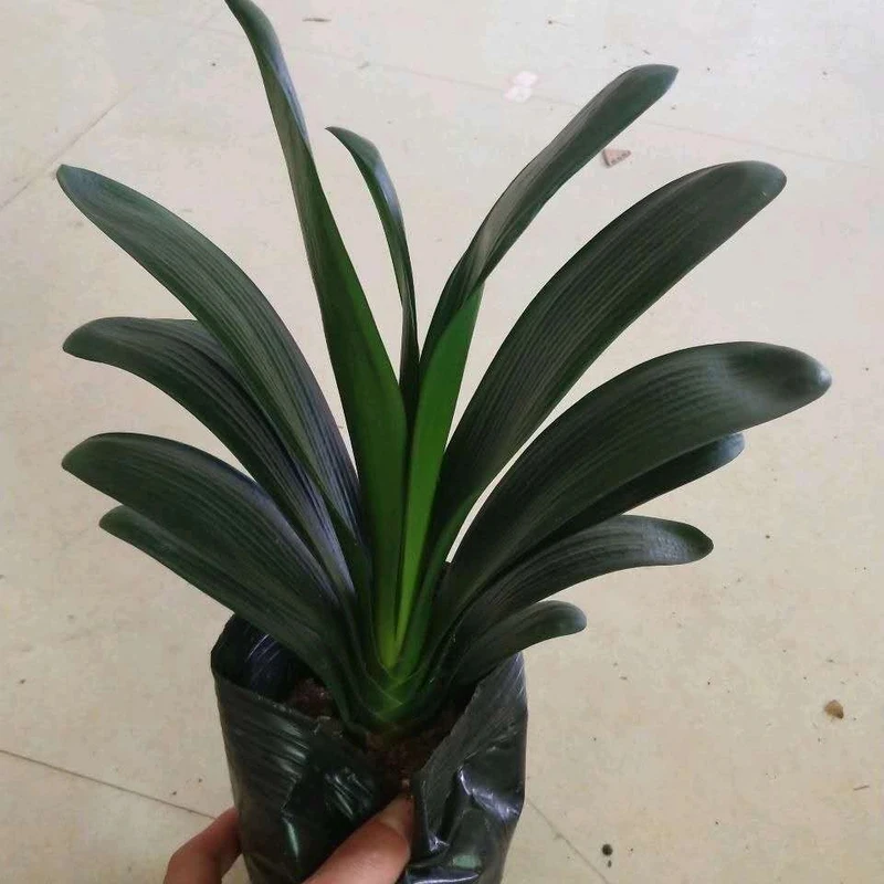 【买一送一】君子兰8-10片叶子送花盆四季常青室内植物