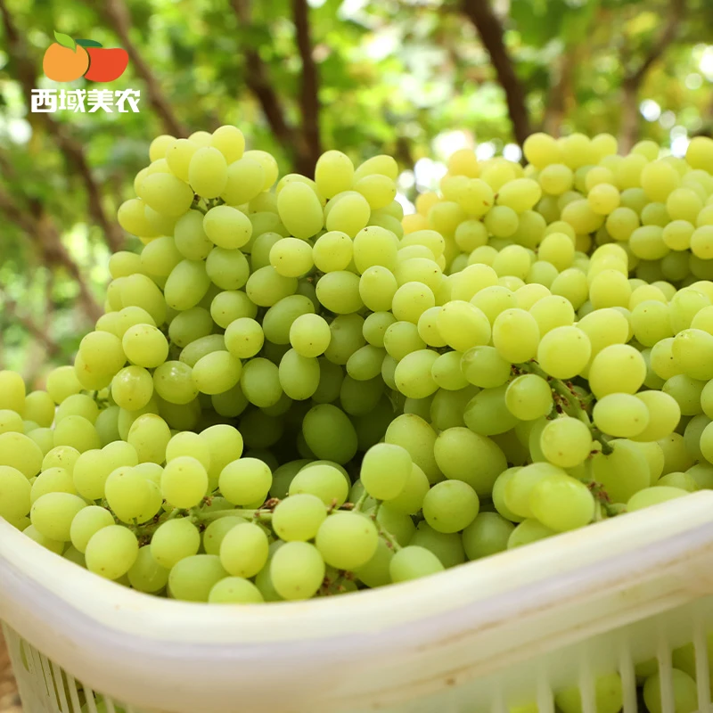 西域美农新疆吐鲁番无核白葡萄4.5斤装 鲜果现摘顺丰冷链多仓发货