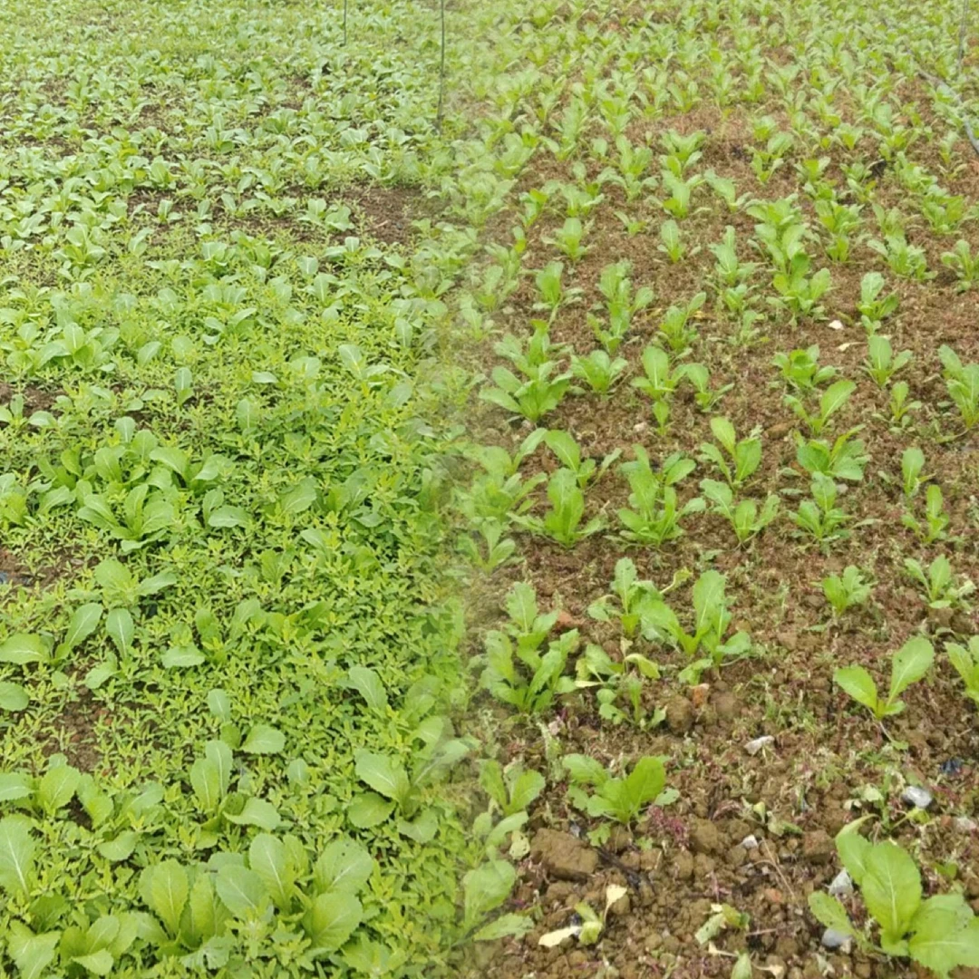 瀚斯牛十字花科蔬菜苗后除草助剂上海青毛白菜萝卜甘蓝白菜可用