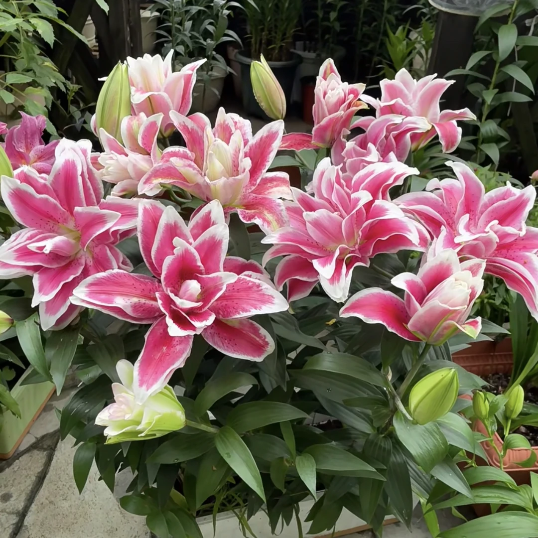 【奥林匹亚】15/17进口重瓣百合种