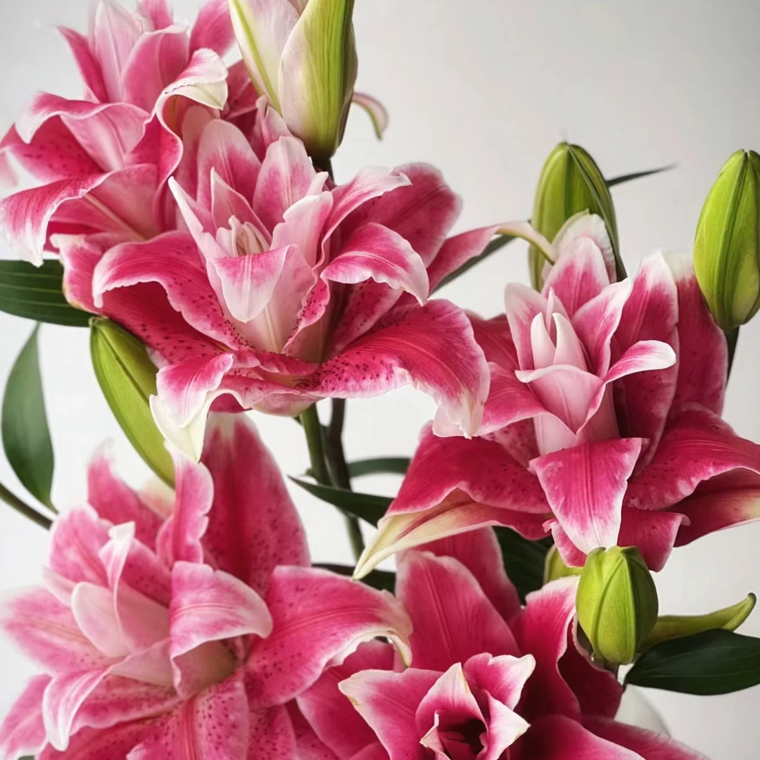 进口百合花种球《迪奥周长12/14cm》1颗重瓣有香味多年生