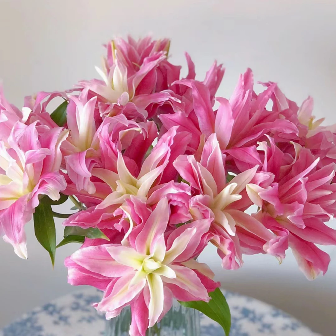 进口百合花种球《红丝带周长12/14cm》1颗重瓣有香味多年生