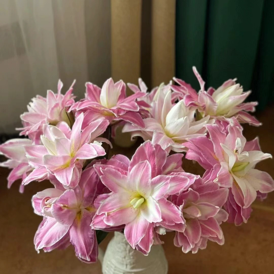 【莲花之境】18/20进口重瓣百合种