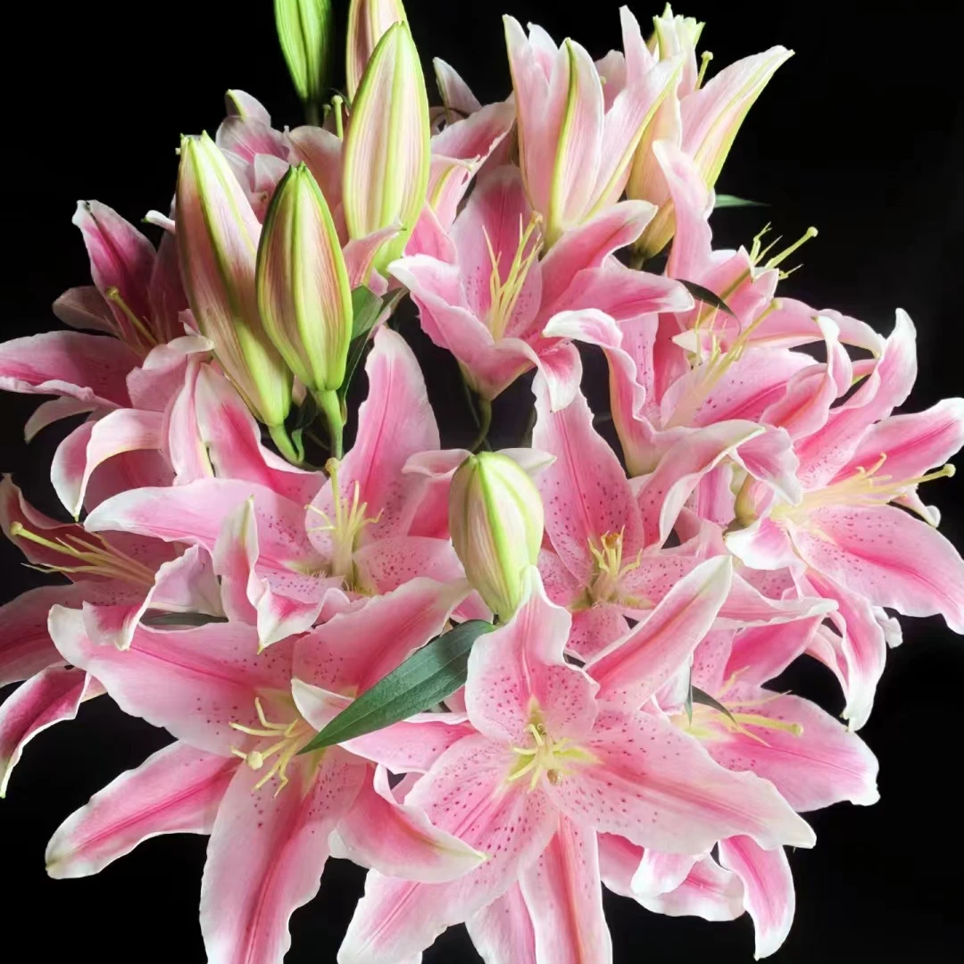进口百合花种球《索尔邦周长18/20cm》1颗单瓣有香味多年生