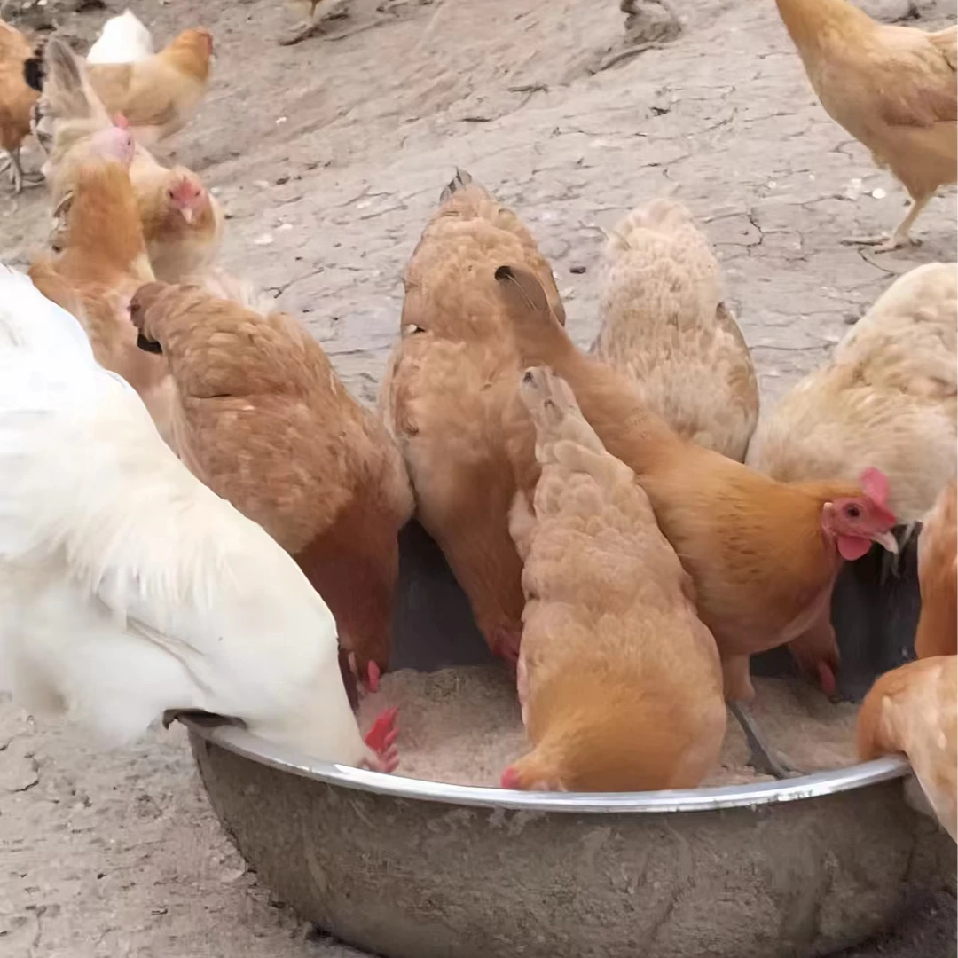 苏北农村生态散养2年老母鸡现杀现发毛重3斤净重2斤左右