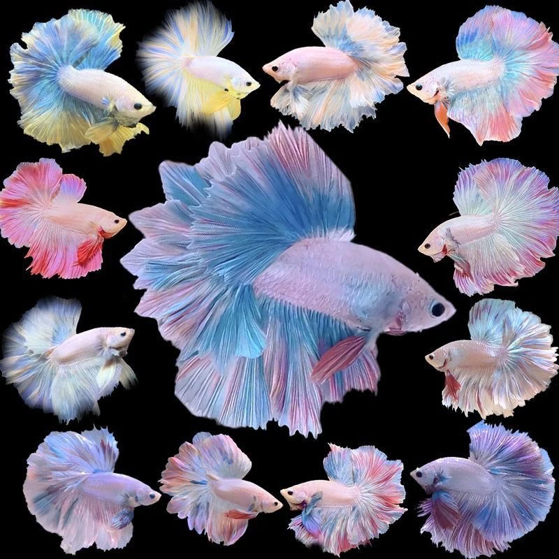 1到50号拍这里，泰国斗鱼直播间选号半月婚纱鱼儿热带鱼水族淡水鱼