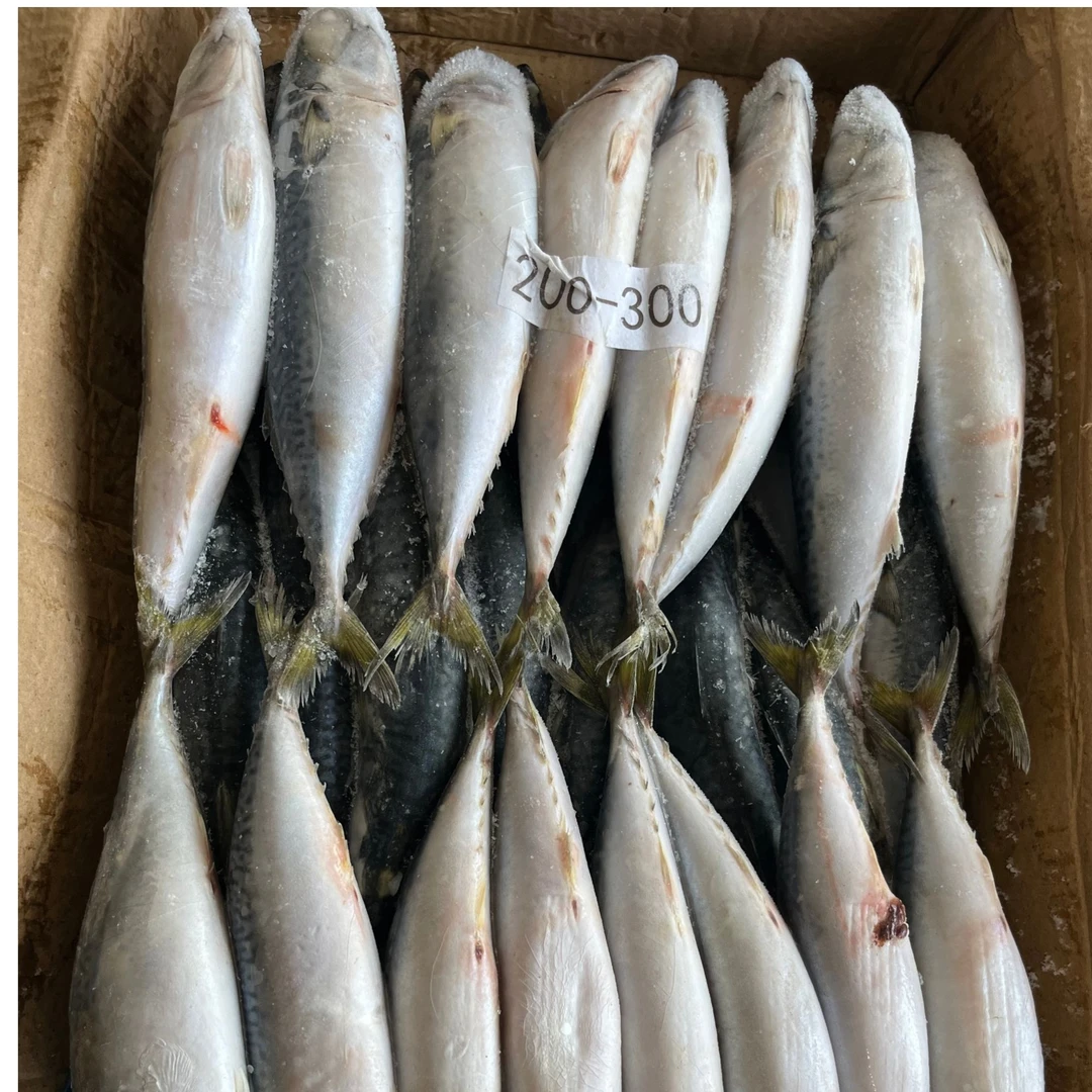 半斤左右的鲅鱼【70元一件】