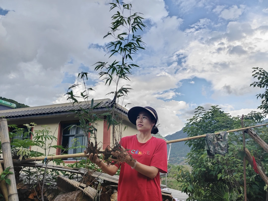 云南普洱镇沅紫荆竹、黑竹、乌竹、墨竹、拐杖竹、鱼竿竹