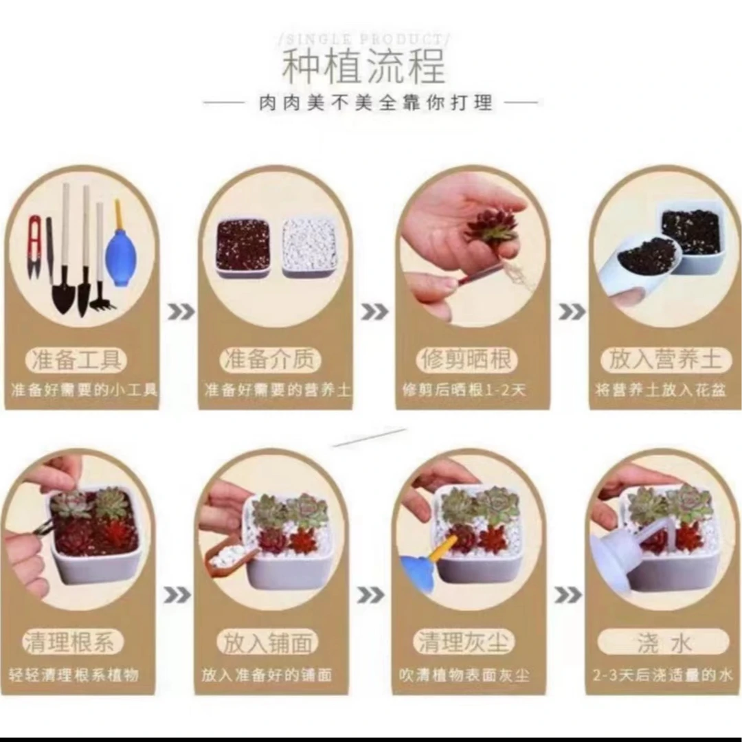 牡丹法师  脱土发货 喜阳耐旱 多肉盆栽好养新手必入 2单包邮