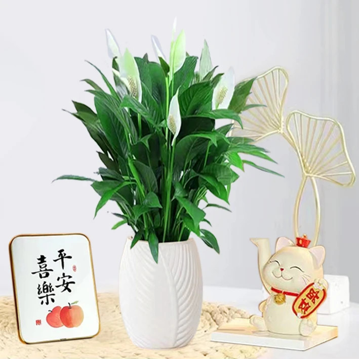 大盆白掌一帆风顺水培土培绿植盆栽室内植物花卉客厅观叶净化空气