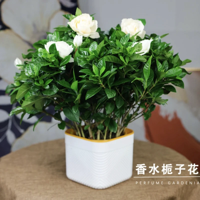 大盆小叶栀子花开花盆栽浓香客厅桌面阳台绿植室内室外实物拍摄