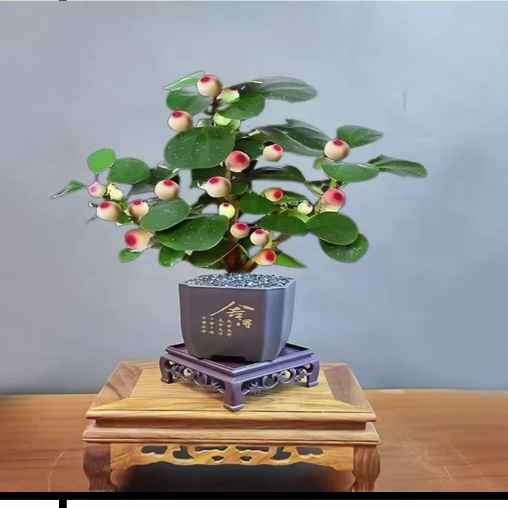 小盼菩提盆栽带果植物客厅办公室桌面禅意中式绿植摆件老桩盆景苗