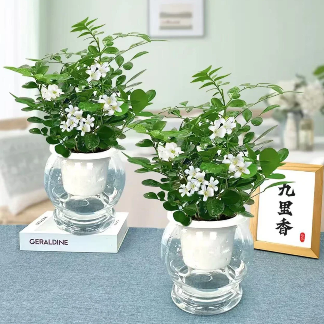 九里香拍一发二盆栽水培植物室内驱蚊草浓香好养七里香驱蚊绿植