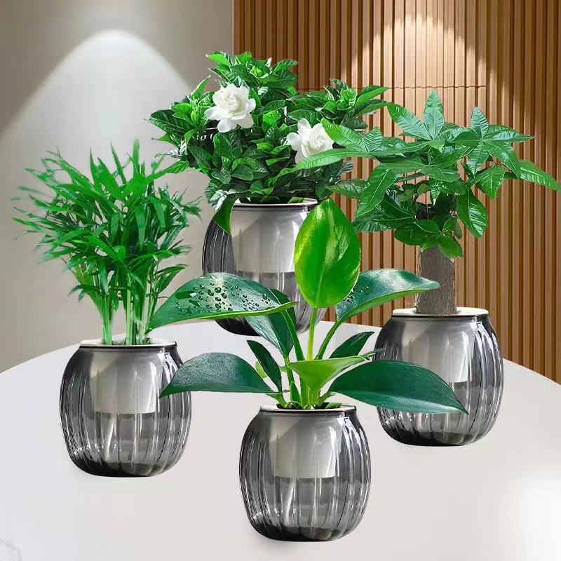 【买三送一】水培绿植四件套家居净化空气发财树栀子花金钻袖珍椰子