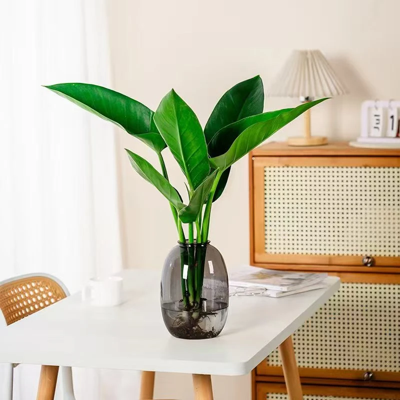 大叶金钻水培绿植办公室桌面植物吸甲醛室内客厅花卉盆栽四季好养